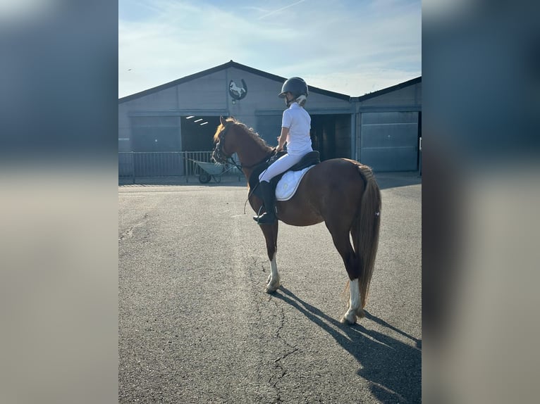 Welsh-C Wallach 6 Jahre 130 cm Fuchs in Sommelsdijk