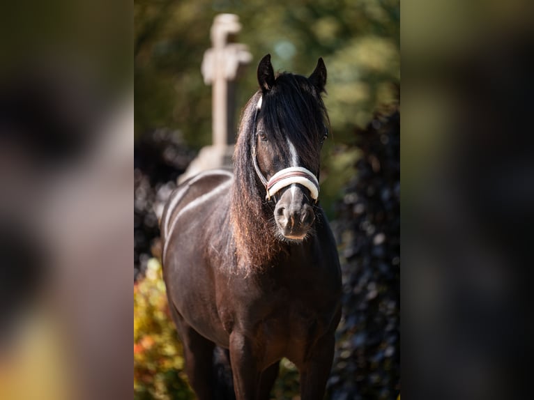 Welsh-C Wallach 6 Jahre 130 cm Rappe in Eschweiler