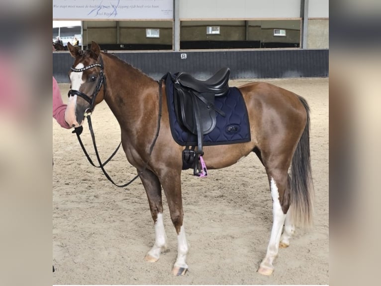 Welsh-C Wallach 6 Jahre 134 cm Dunkelfuchs in Surhuizum