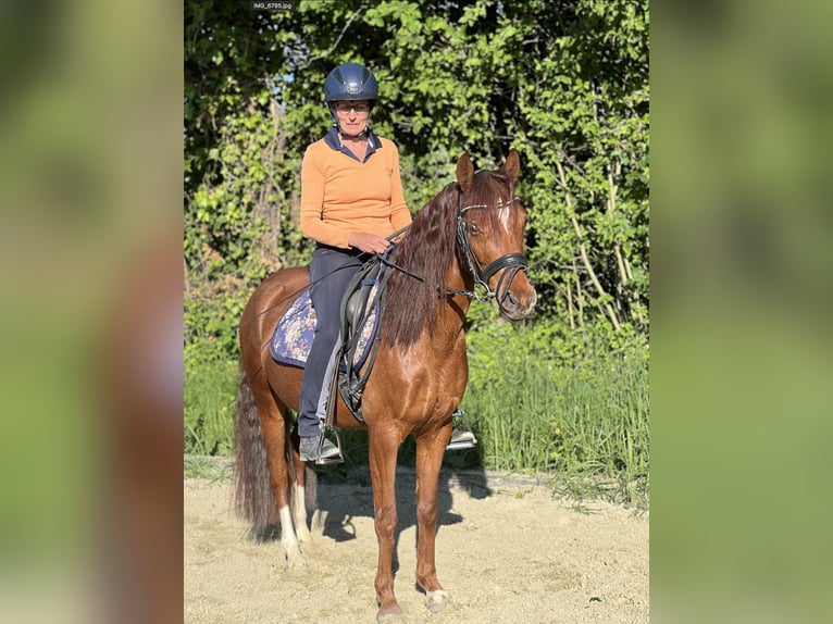 Welsh-C Wallach 6 Jahre 137 cm Fuchs in Sandhausen