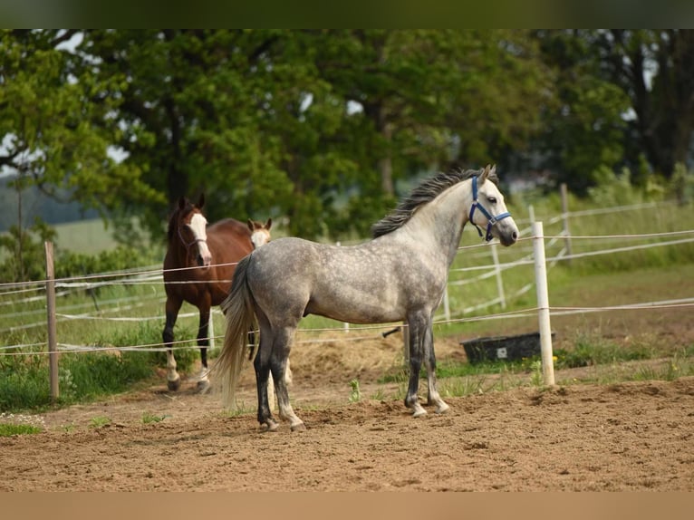 Welsh-C Wallach 6 Jahre 137 cm Schimmel in Olsztyn