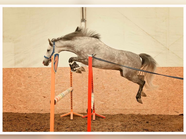 Welsh-C Wallach 6 Jahre 137 cm Schimmel in Olsztyn