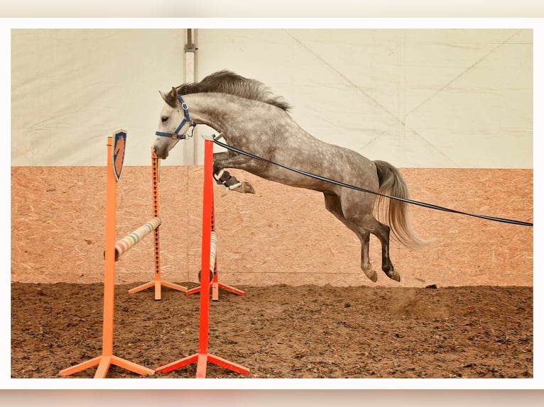 Welsh-C Wallach 6 Jahre 137 cm Schimmel in Olsztyn