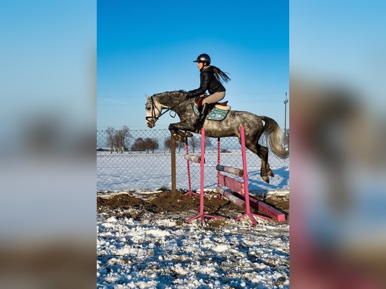 Welsh-C Wallach 6 Jahre 138 cm Schimmel in &#x17B;nin