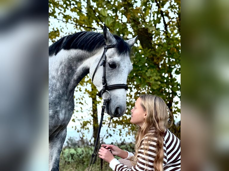 Welsh-C Wallach 6 Jahre 138 cm Schimmel in &#x17B;nin