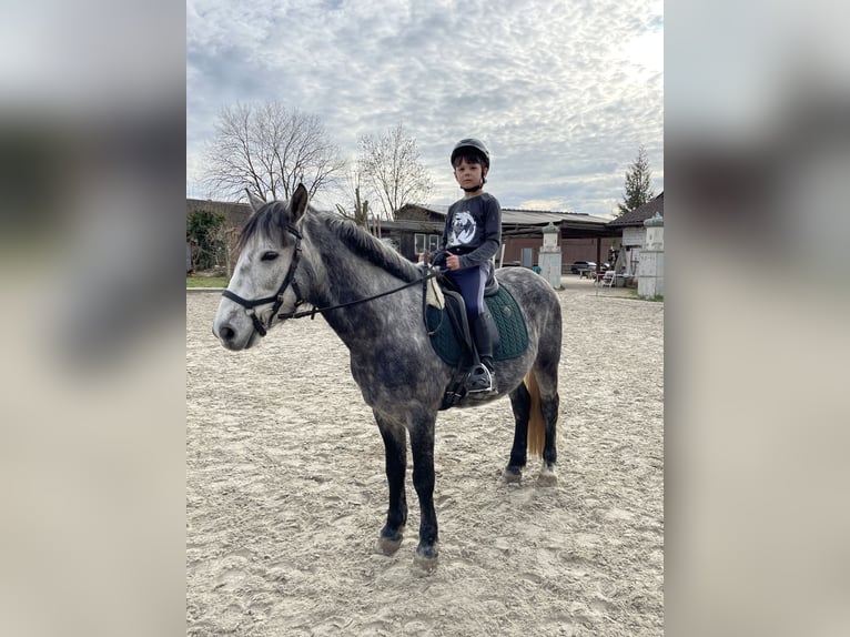 Welsh-C Wallach 6 Jahre 142 cm Apfelschimmel in AllensbachAllensbach