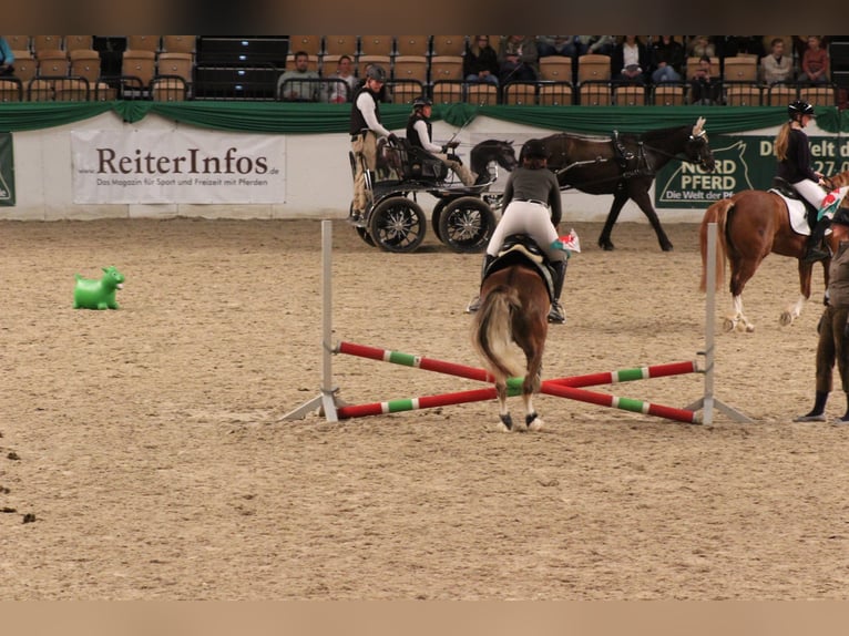 Welsh-C Wallach 6 Jahre 142 cm Fuchs in Kastorf