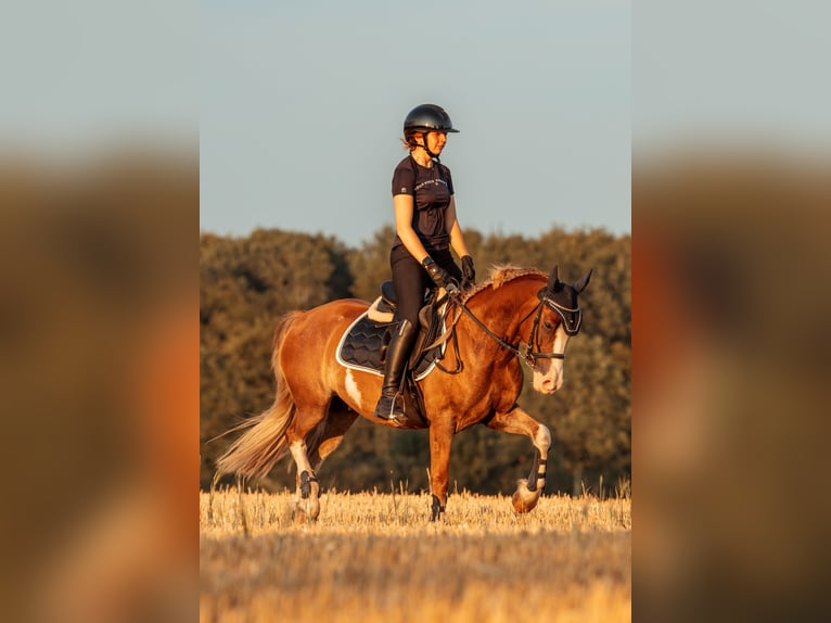 Welsh-C Wallach 6 Jahre 142 cm Fuchs in Kastorf