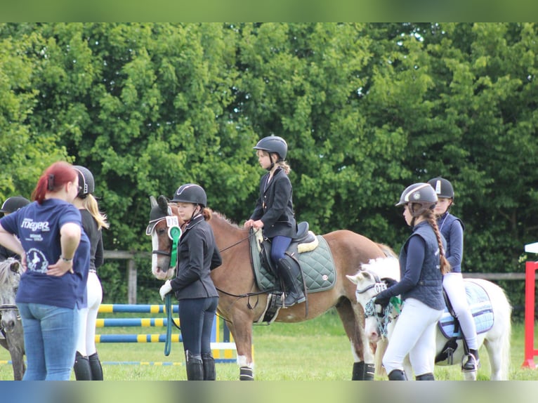 Welsh-C Wallach 6 Jahre 142 cm Fuchs in Kastorf