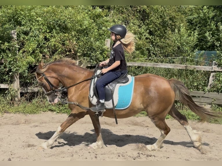 Welsh-C Wallach 6 Jahre 142 cm Fuchs in Kastorf