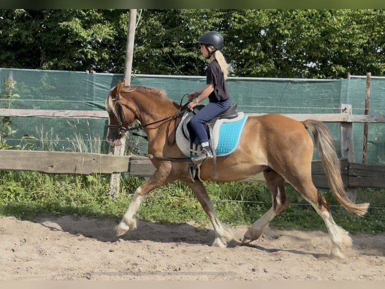 Welsh-C Wallach 6 Jahre 142 cm Fuchs in Kastorf