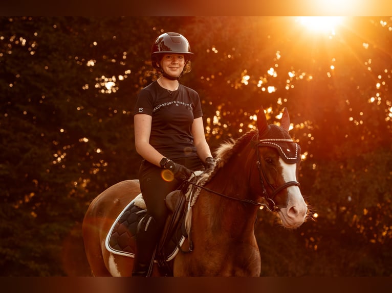 Welsh-C Wallach 6 Jahre 142 cm Fuchs in Kastorf