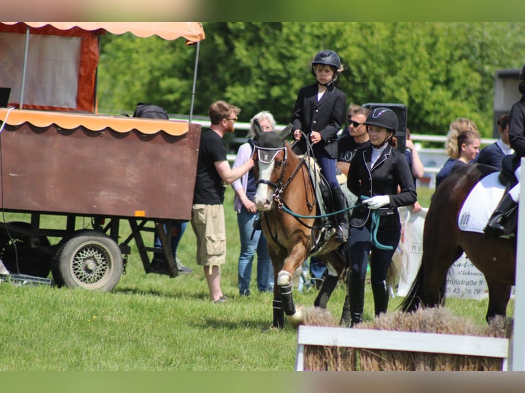 Welsh-C Wallach 6 Jahre 142 cm Fuchs in Kastorf