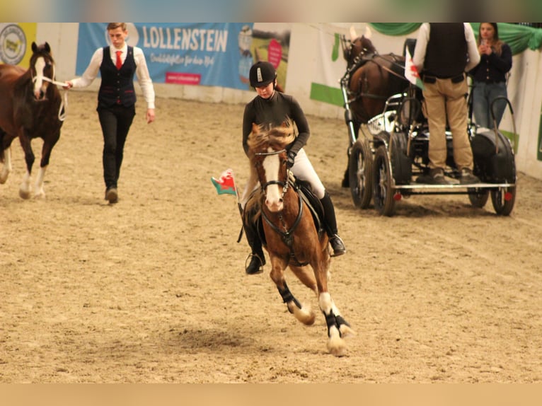 Welsh-C Wallach 6 Jahre 142 cm Fuchs in Kastorf