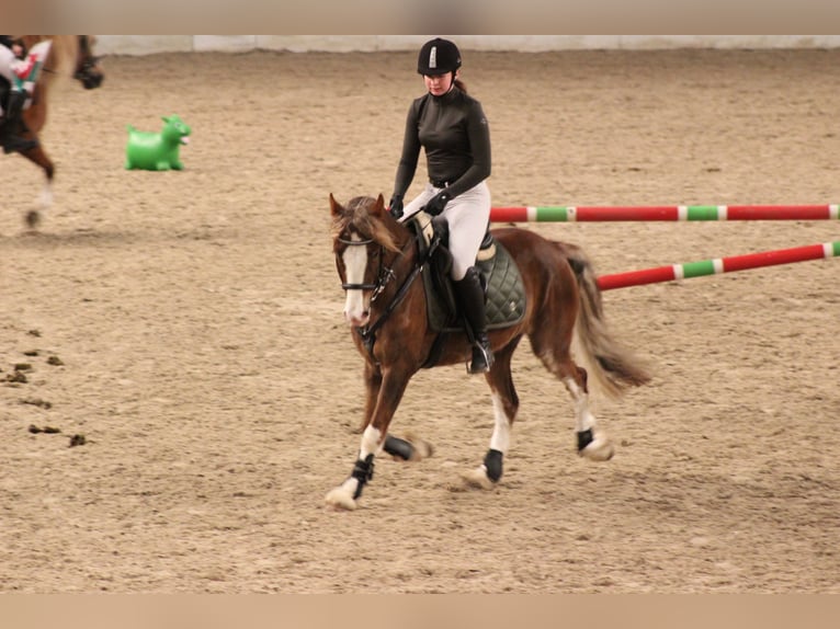 Welsh-C Wallach 6 Jahre 142 cm Fuchs in Kastorf