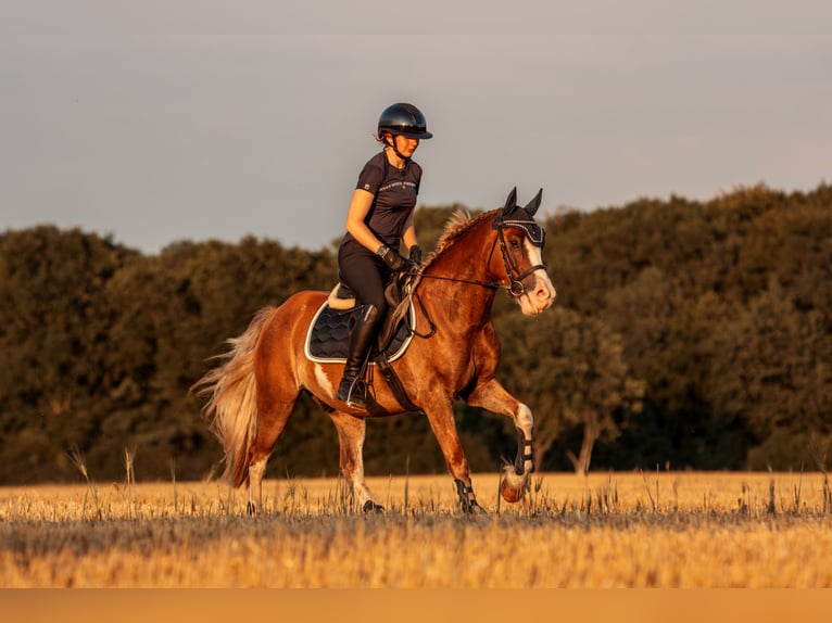 Welsh-C Wallach 6 Jahre 142 cm Fuchs in Kastorf