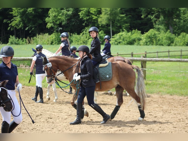 Welsh-C Wallach 6 Jahre 142 cm Fuchs in Kastorf