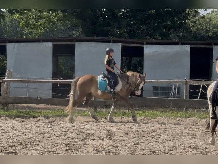 Welsh-C Wallach 6 Jahre 142 cm Fuchs in Kastorf