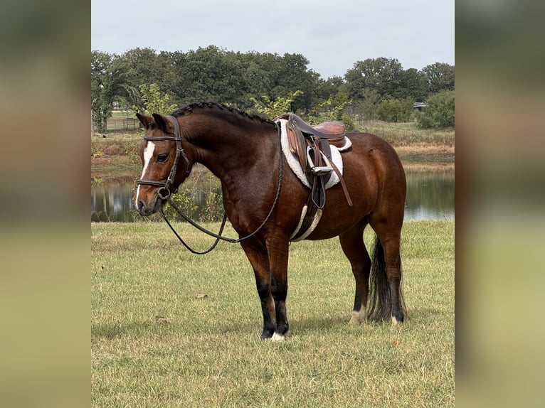 Welsh-C Wallach 7 Jahre 112 cm Rotbrauner in Cleburne