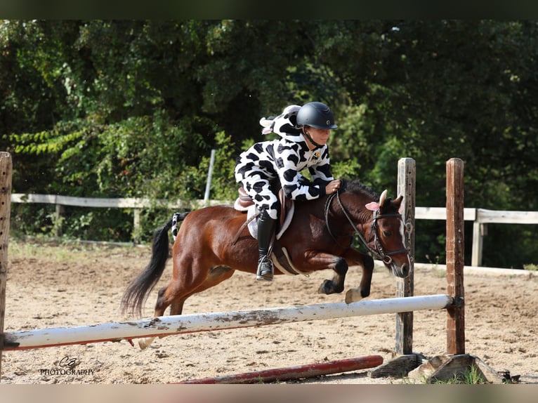 Welsh-C Wallach 7 Jahre 112 cm Rotbrauner in Cleburne