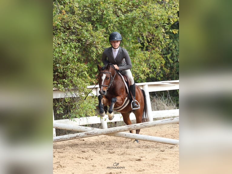 Welsh-C Wallach 7 Jahre 112 cm Rotbrauner in Cleburne