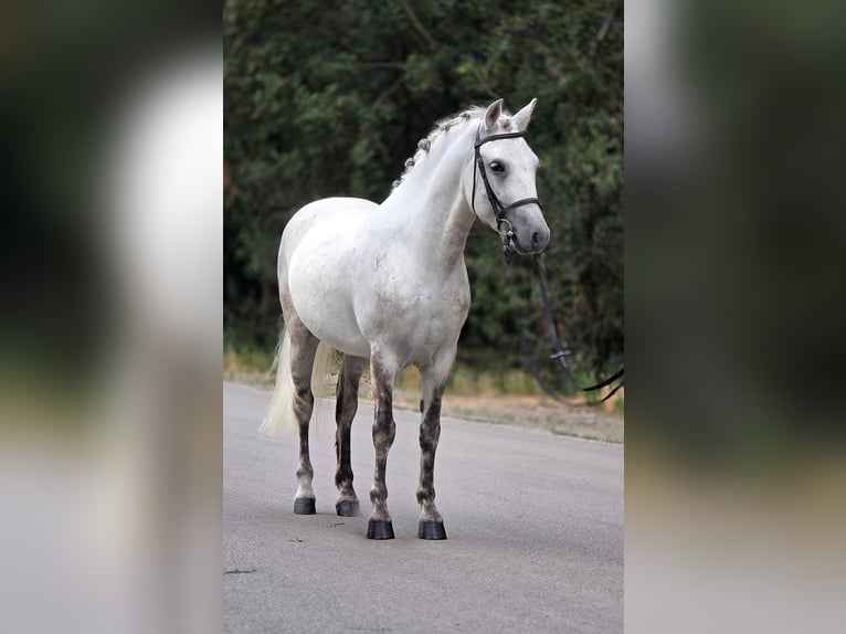Welsh-C Wallach 7 Jahre 131 cm Apfelschimmel in Cegléd