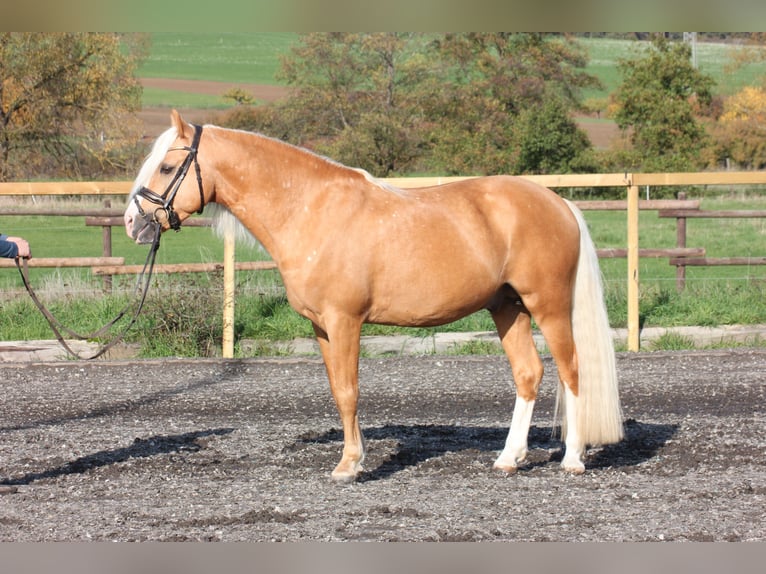 Welsh-C Wallach 7 Jahre 137 cm Palomino in Wartenberg