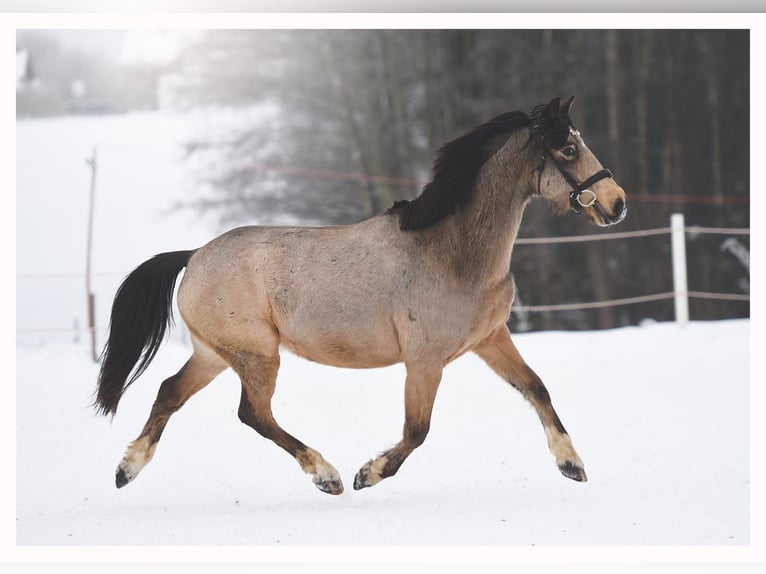 Welsh-C Wallach 7 Jahre 140 cm Buckskin in Bartąg