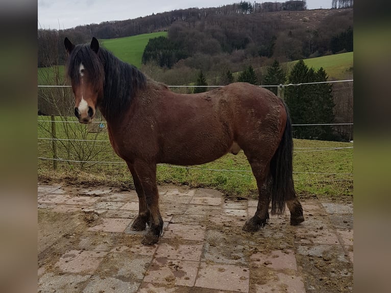 Welsh-C Mix Wallach 7 Jahre 145 cm Brauner in Overath