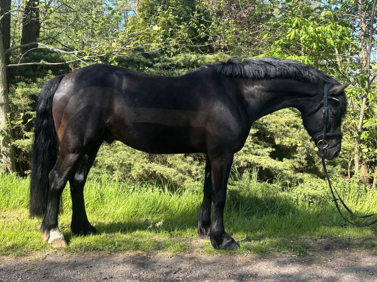 Welsh-C Wallach 7 Jahre 148 cm Rappe in Kiebitzreihe