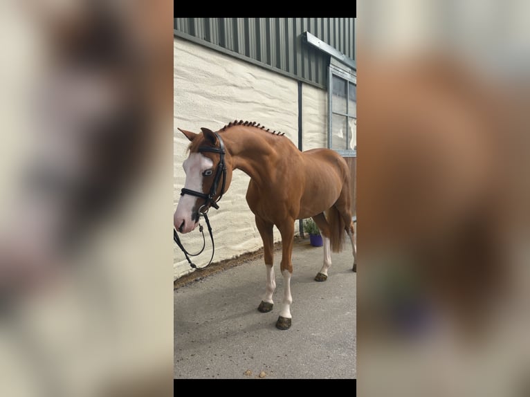 Welsh-C Wallach 8 Jahre 128 cm Dunkelfuchs in Co.sligo