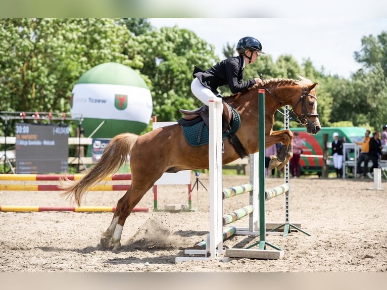 Welsh-C Wallach 8 Jahre 135 cm Fuchs in Czaple
