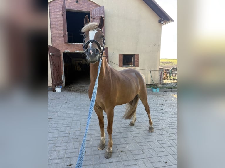 Welsh-C Wallach 8 Jahre 135 cm Fuchs in Czaple