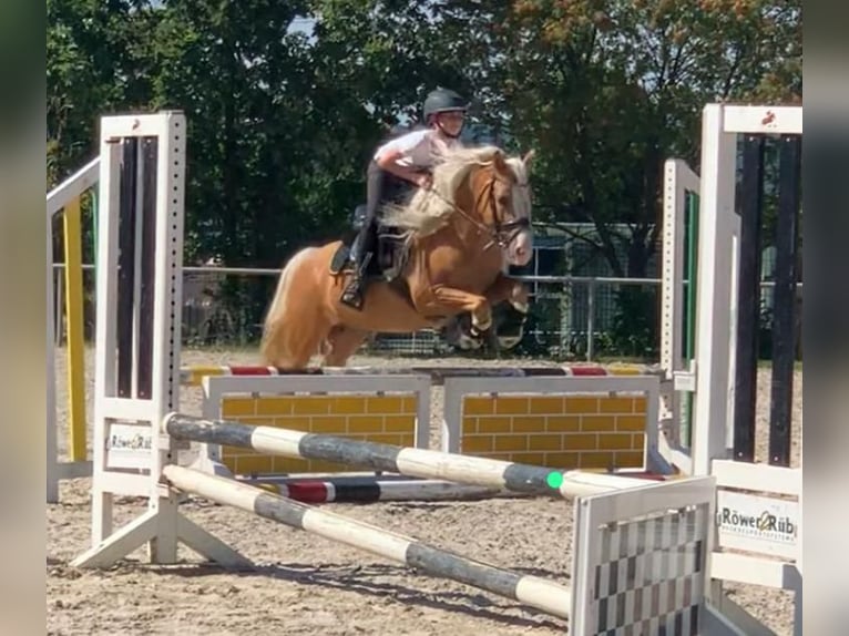 Welsh-C Wallach 8 Jahre 137 cm Palomino in Wartenberg