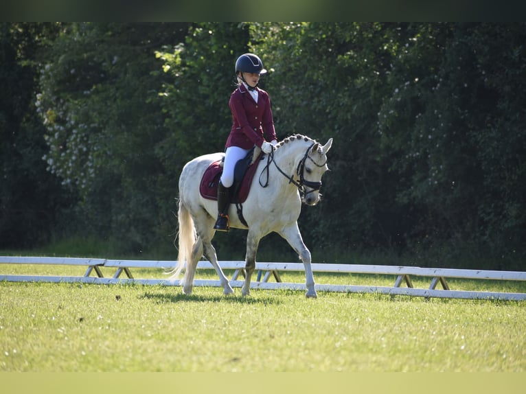 Welsh-C Wallach 9 Jahre 136 cm Blauschimmel in Bruchterveld