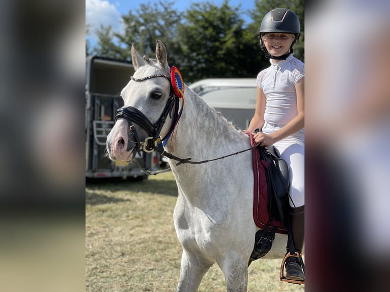 Welsh-C Wallach 9 Jahre 136 cm Blauschimmel in Bruchterveld