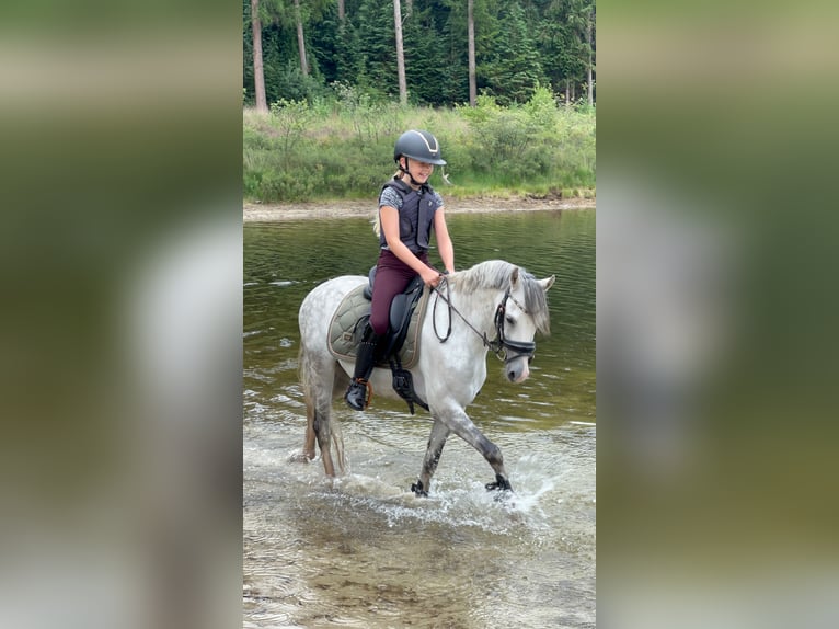 Welsh-C Wallach 9 Jahre 136 cm Blauschimmel in Bruchterveld