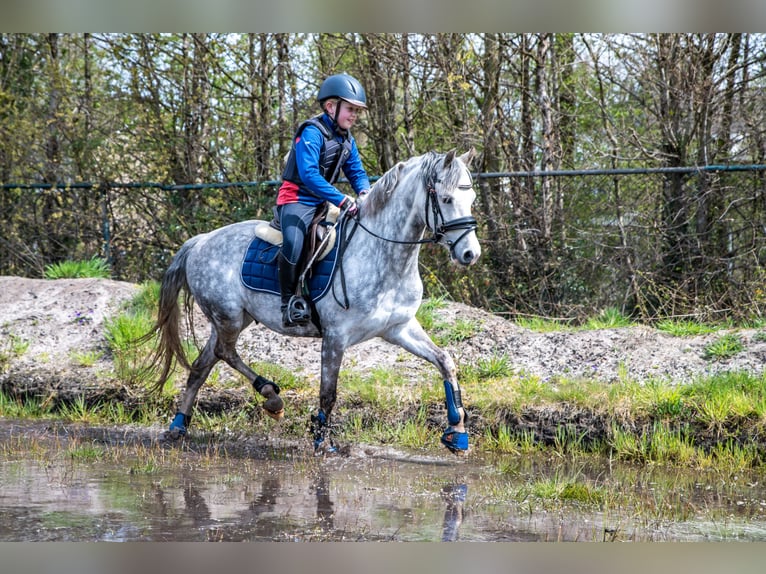 Welsh-C Wallach 9 Jahre 136 cm Blauschimmel in Bruchterveld