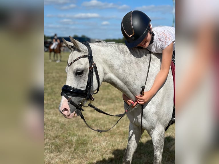 Welsh-C Wallach 9 Jahre 136 cm Blauschimmel in Bruchterveld