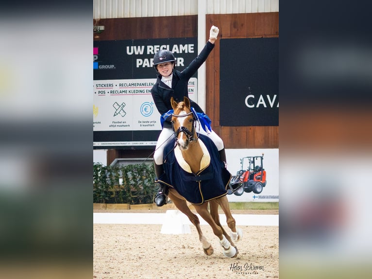 Welsh-C Wallach 9 Jahre 137 cm Rotbrauner in Walem