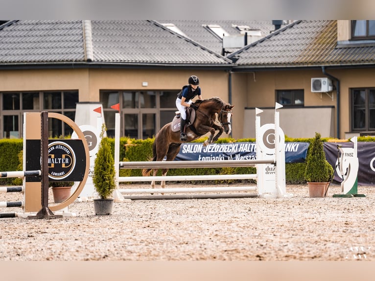 Welsh-C Wallach 9 Jahre 141 cm Dunkelfuchs in Podłęcze