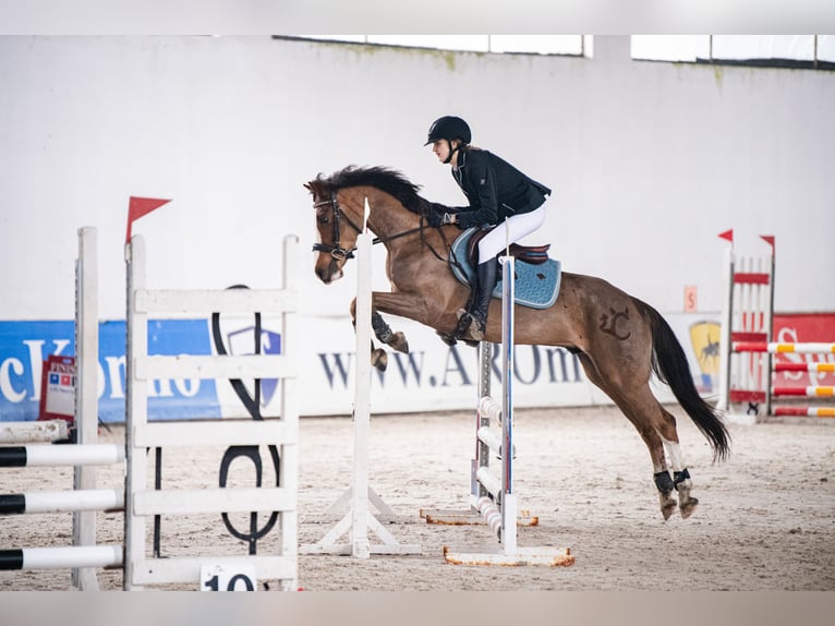 Welsh-C Wallach 9 Jahre 141 cm Dunkelfuchs in Podłęcze