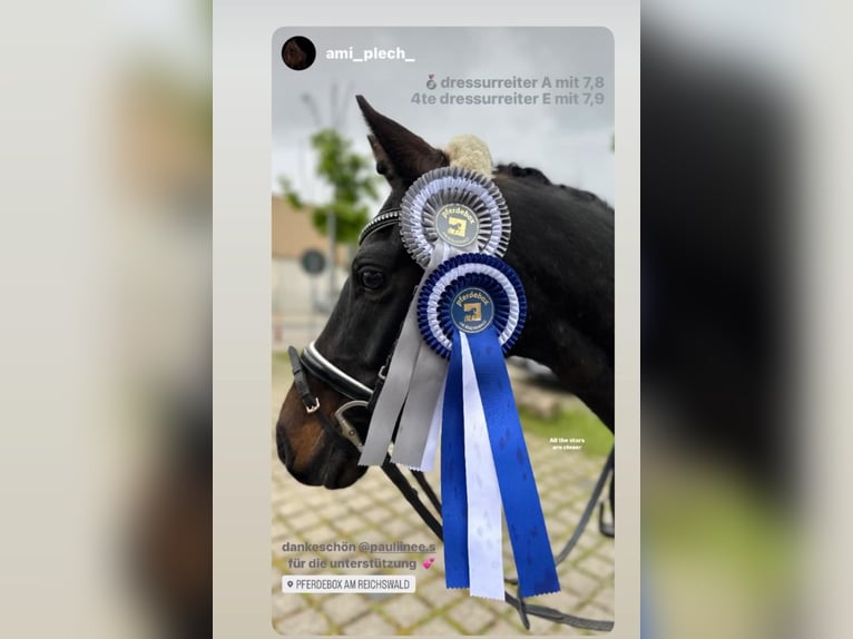 Welsh D (Cob) Gelding 10 years 14,1 hh Black in Wehringen