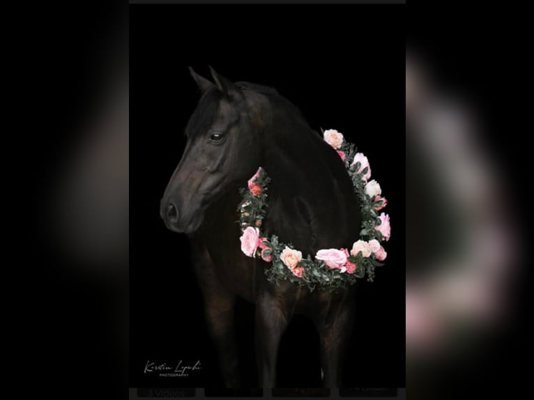 Welsh D (Cob) Gelding 10 years 14,1 hh Black in Wehringen