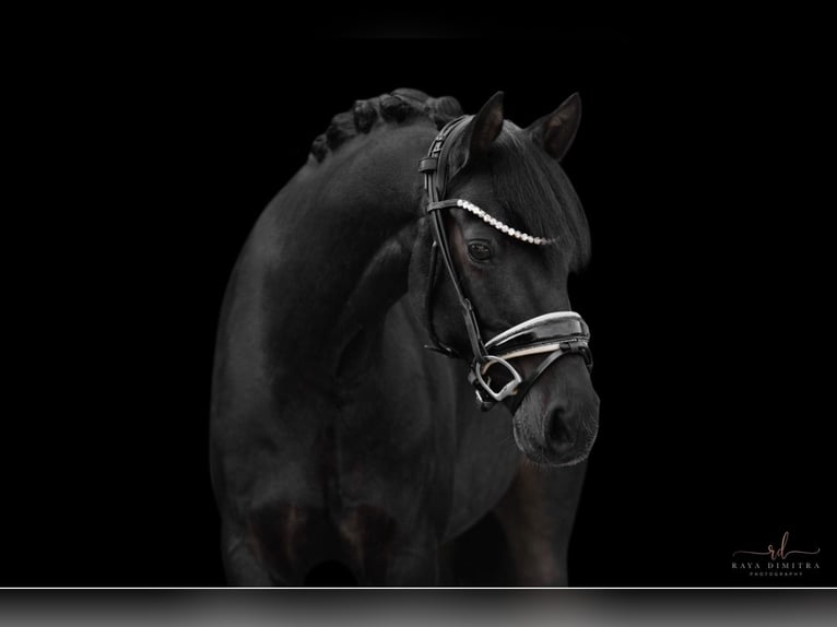 Welsh D (Cob) Gelding 10 years 14,1 hh Black in Wehringen