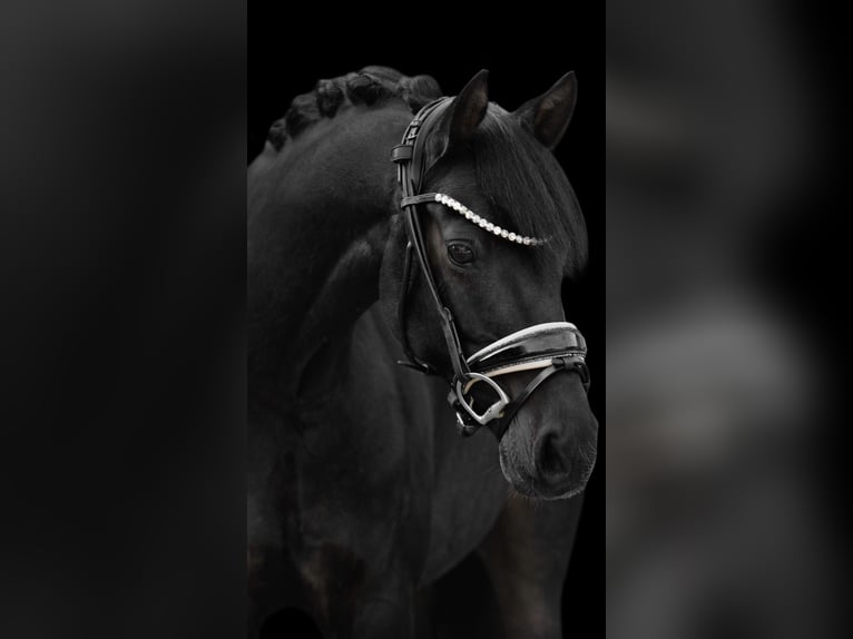 Welsh D (Cob) Gelding 10 years 14,1 hh Black in Wehringen