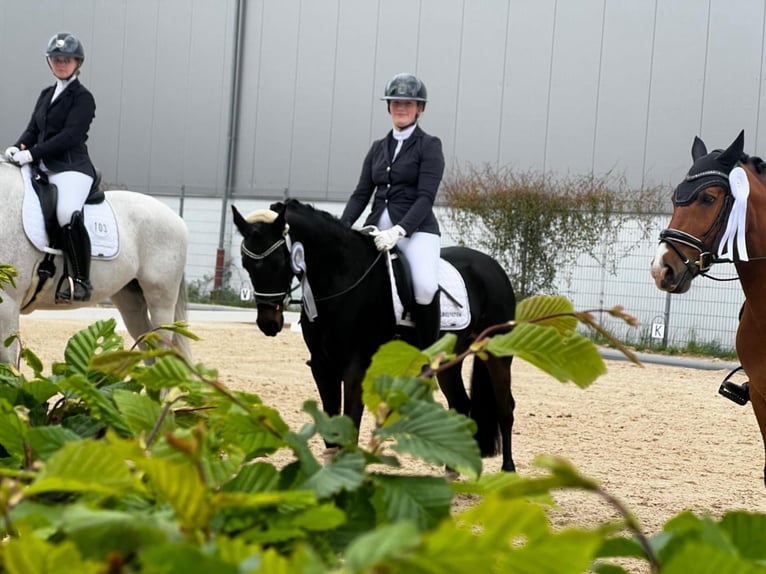 Welsh D (Cob) Gelding 10 years 14,1 hh Black in Wehringen