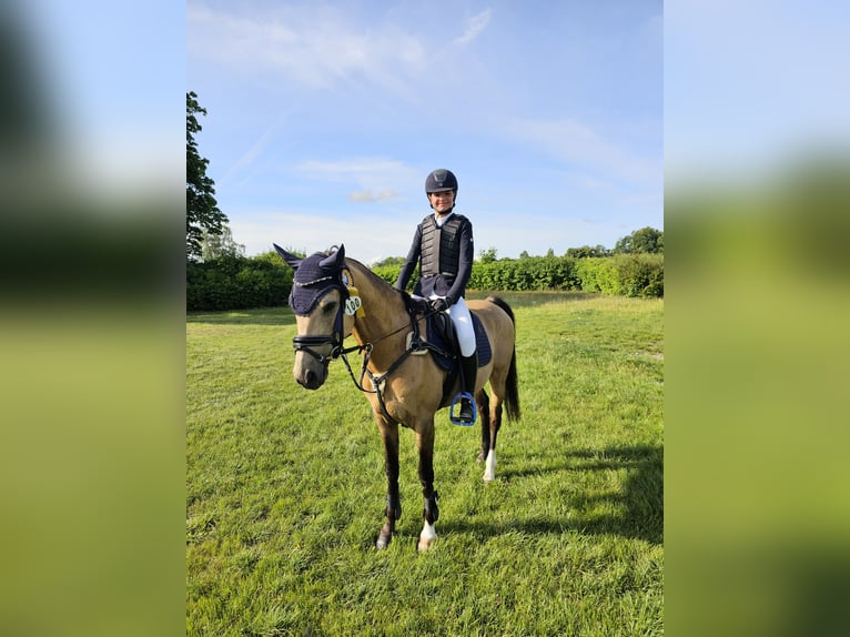 Welsh D (Cob) Gelding 10 years 14,1 hh in Gdańsk