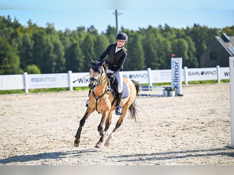 Welsh D (Cob) Gelding 10 years 14,1 hh in Gdańsk