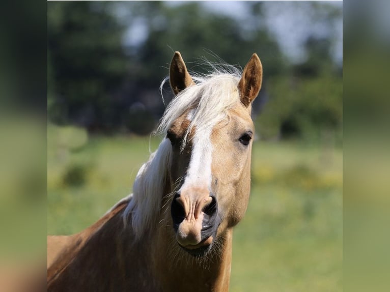 Welsh D (Cob) Gelding 10 years 14,3 hh Palomino in Oyten